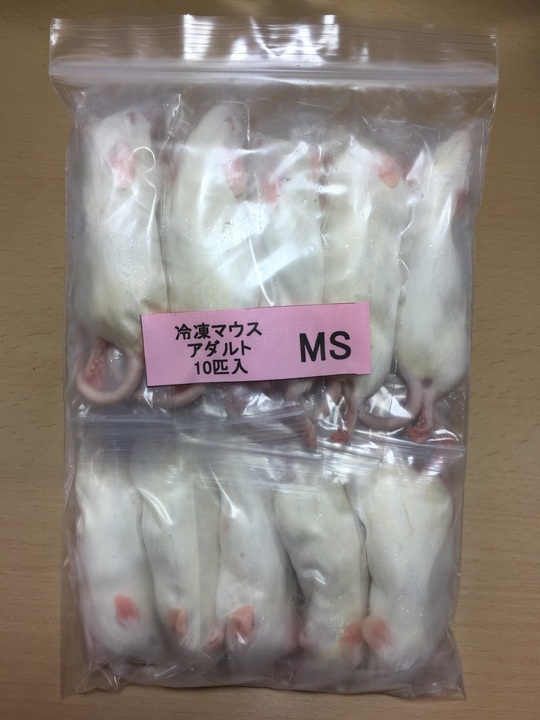 冷凍マウス アダルトM 10匹 国産 SAfarm | 冷凍マウス,アダルト