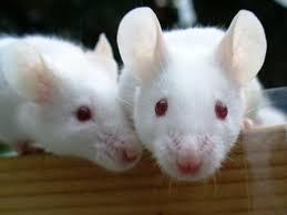 国産冷凍マウスと輸入冷凍マウスの違い - esa屋 - 猛禽類・爬虫類 