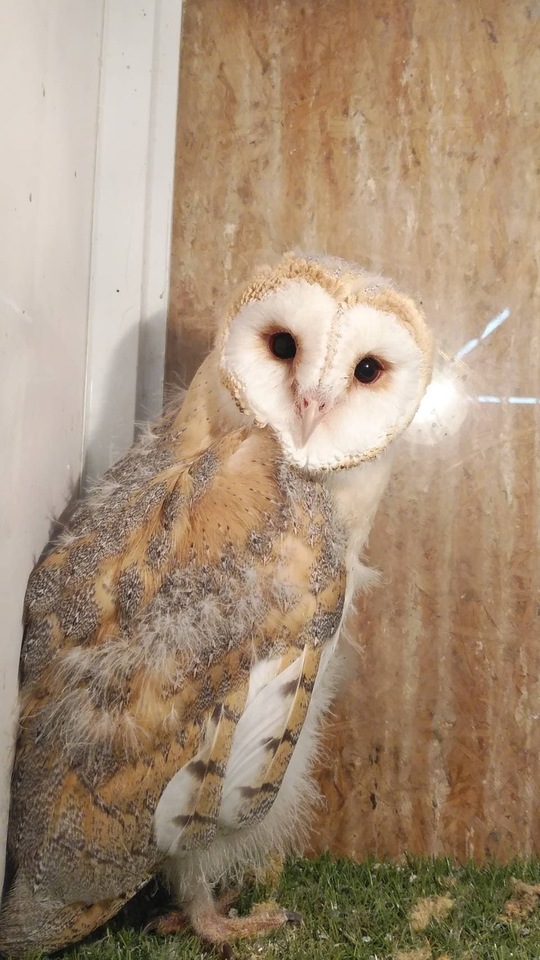 猛禽類・爬虫類・哺乳類の生体販売 - esa屋 - 猛禽類・爬虫類