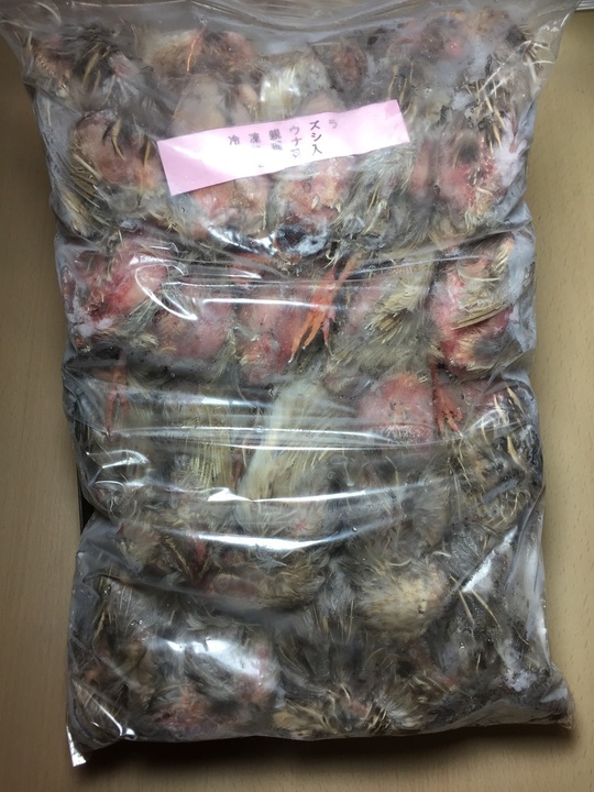 冷凍親ウズラ処理ナシ Esa屋 猛禽類 爬虫類 肉食魚の餌用国産冷凍マウス通販 通信販売